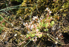 Sedum hirsutum - Sedum hirsute