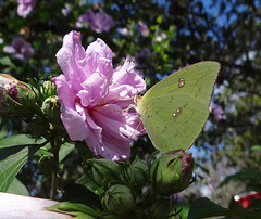 Clouded Sulphur butterfly(Colias philodice) on 'Ardens' Rose of Sharron