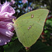 Clouded Sulphur butterfly(Colias philodice) on 'Ardens' Rose of Sharron
