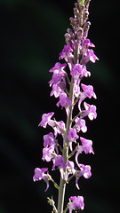 Purple toadflax