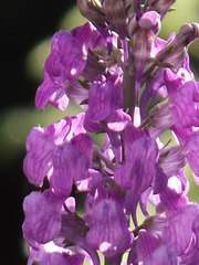 Purple toadflax