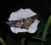 Privet Hawk Moth with 6inch wingspan and Moonflower