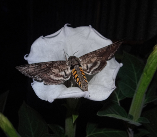 Privet Hawk Moth with 6inch wingspan and Moonflower