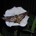 Privet Hawk Moth with 6inch wingspan and Moonflower