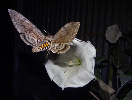 Privet Hawk Moth with 6inch wingspan and Moonflower