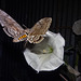 Privet Hawk Moth with 6inch wingspan and Moonflower