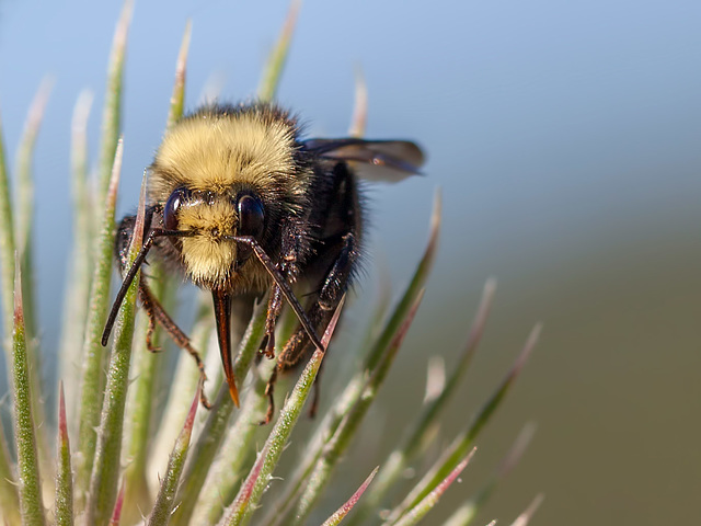 Bokeh Thursday: T is For Bumblebee Tongue