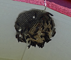 Wood Wasp nest under the east gable