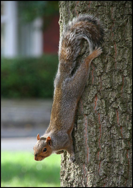 squirrel