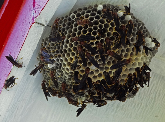 Wood Wasp nest under the east gable.