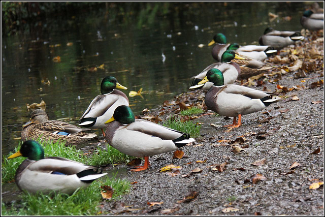 Diagonal ducks