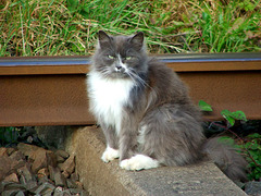 Rail cat