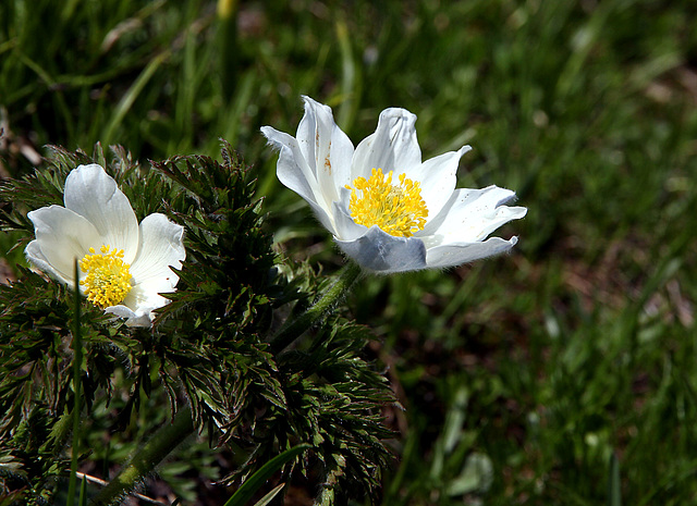 Alpen-Küchenschelle