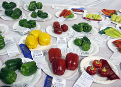 Prize Peppers at the Queens County Farm Fair, September 2007