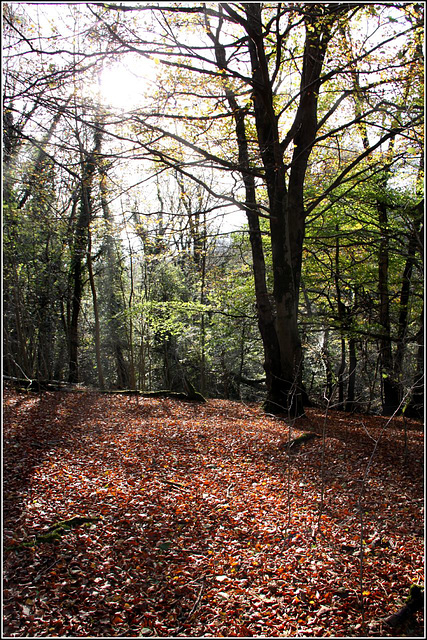 Autumn light