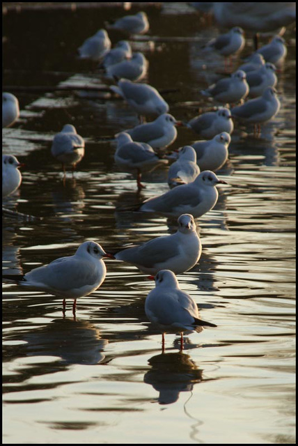 gulls