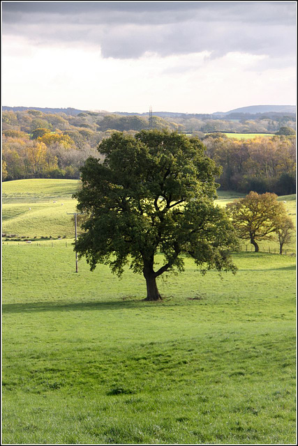 Tree in a field