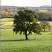 Tree in a field