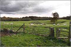 A Welsh field