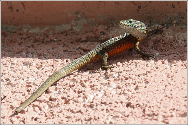 Garden Lizard