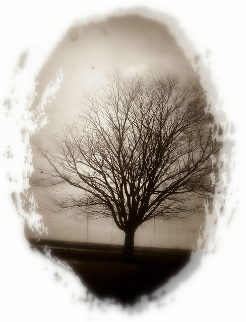 Tree - a portrait