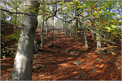 Beech woods #2