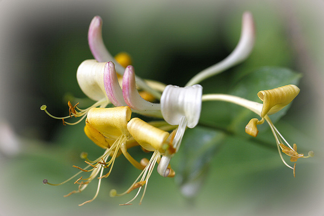 Lonicera