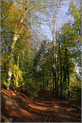 Beech woods #4