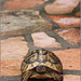 A Tortoise at home in Greece