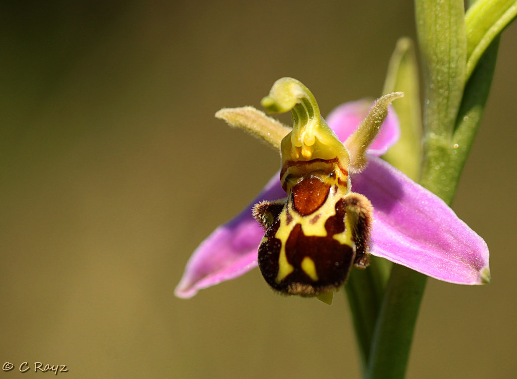 Bee Orchid