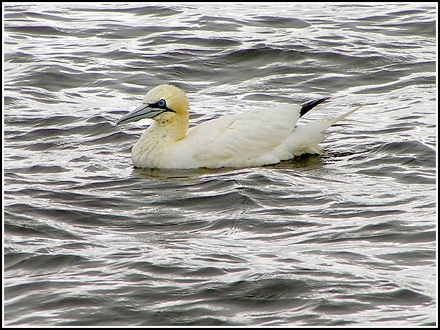 Gannet