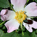 Phyllopertha horticola sur Rosa rubiginosa 2