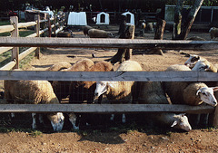 Sheep at the Queens County Farm Museum Fair, Sept. 2006