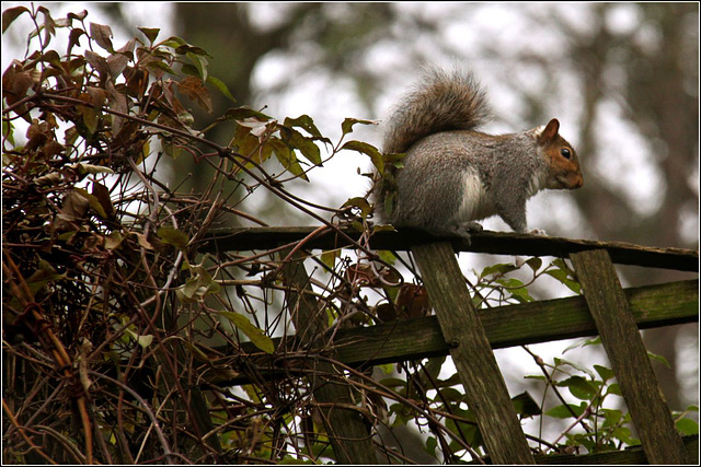 Fence sitter