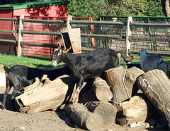 Farm Animals at the Queens County Farm Fair, September 2007