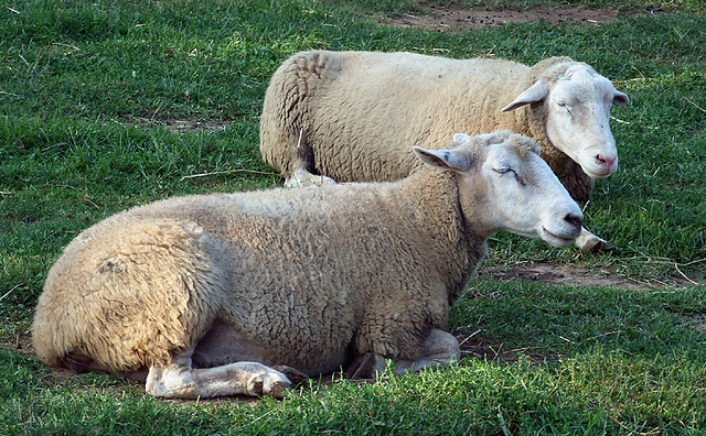 Sleeping Sheep at the Queens County Farm Museum Fair, September 2008