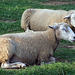 Sleeping Sheep at the Queens County Farm Museum Fair, September 2008