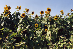 Sunflowers at the Queens County Farm Museum Fair, Sept. 2006