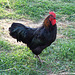 Rooster at the Queens County Farm Museum Fair, September 2008