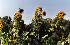 Sunflowers at the Queens County Farm Museum Fair, Sept. 2006