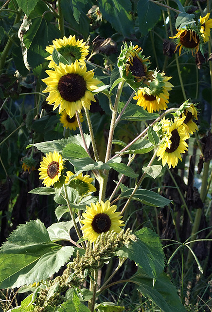 Sunflowers at the Queens County Farm Museum Fair, September 2008