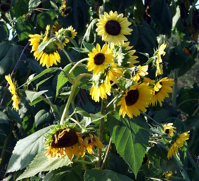 Sunflowers at the Queens County Farm Museum Fair, September 2008