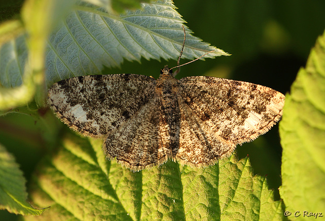 Brindled White-spot