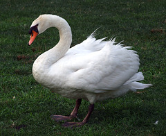Swan in the Grass in Prospect Park, August 2007