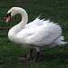 Swan in the Grass in Prospect Park, August 2007