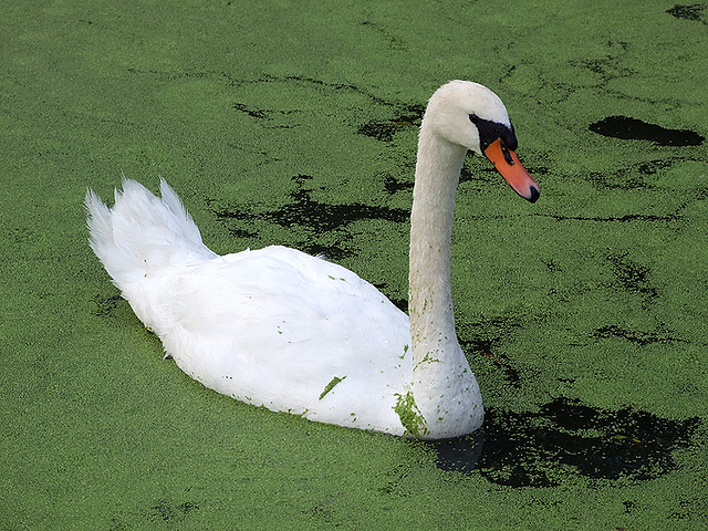 Swan in Prospect Park, August 2007