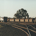 200011Narrabri0006