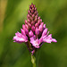 Pyramidal Orchid