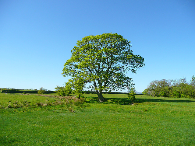 Lonely tree