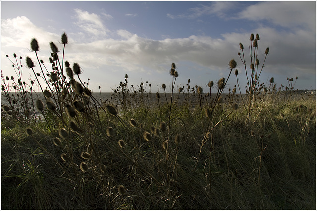 Teasels